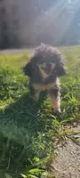 Berry, a female Poodle - Toy  for sale in Newark, NJ – Photo 2 of 2