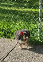 Berry, a female Poodle - Toy  for sale in Newark, NJ – Photo 1 of 2
