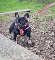Zesty, a female French Bulldog for sale in Newark, NJ – 2 of 3
