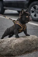 Blossom, a female French Bulldog for sale in Newark, NJ – 7 of 7