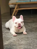 Pearl, a female French Bulldog for sale in Newark, NJ – 3 of 3