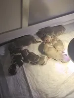 Bogarde (Fluffy Stud), a male French Bulldog for sale in Newark, NJ – Photo 5 of 5