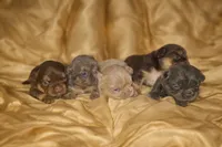 Bogarde (Fluffy Stud), a male French Bulldog for sale in Newark, NJ – Photo 4 of 5