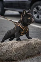 Bogarde (Fluffy Stud), a male French Bulldog for sale in Newark, NJ – Photo 2 of 5