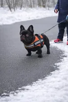 Bogarde (Fluffy Stud), a male French Bulldog for sale in Newark, NJ – Photo 3 of 5