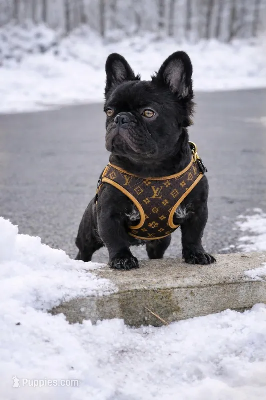 Bogarde (Fluffy Stud), a male French Bulldog for sale in Newark, NJ – Photo 1 of 5