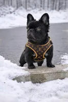 Bogarde (Fluffy Stud), a male French Bulldog for sale in Newark, NJ – Photo 1 of 5