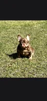 Buttercup , a female French Bulldog for sale in Newark, NJ – 7 of 8