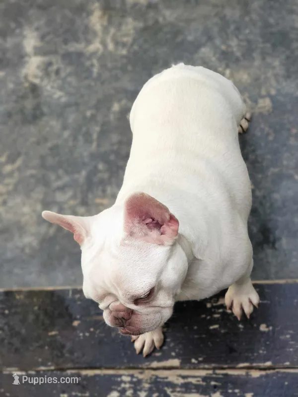 Pearl – French Bulldog puppy for sale in Newark, NJ