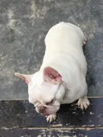 Pearl, a female French Bulldog for sale in Newark, NJ – 1 of 3
