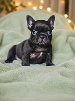 Buttercup , a female French Bulldog for sale in Newark, NJ – 4 of 8