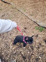 Zesty, a female French Bulldog for sale in Newark, NJ – 3 of 3