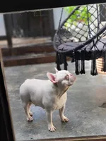 Pearl, a female French Bulldog for sale in Newark, NJ – 2 of 3