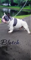 Blotch (Stud), a male French Bulldog for sale in Newark, NJ – Photo 1 of 3