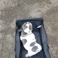 Blotch (Stud), a male French Bulldog for sale in Newark, NJ – Photo 3 of 3