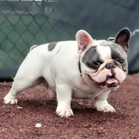 Blotch (Stud), a male French Bulldog for sale in Newark, NJ – Photo 2 of 3