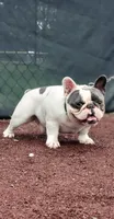 Blotch (Stud), a male French Bulldog for sale in Newark, NJ – Photo 2 of 3