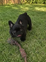 Blossom, a female French Bulldog for sale in Newark, NJ – 2 of 7