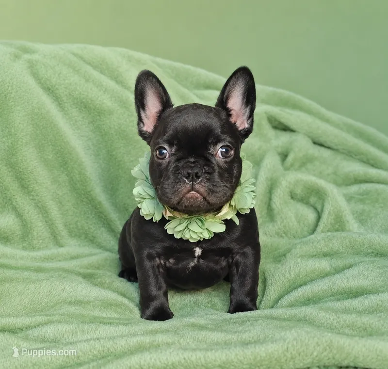 Buttercup  – French Bulldog puppy for sale in Newark, NJ