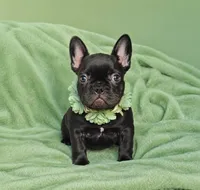 Buttercup , a female French Bulldog for sale in Newark, NJ – 1 of 8