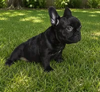 Buttercup , a female French Bulldog for sale in Newark, NJ – 2 of 8