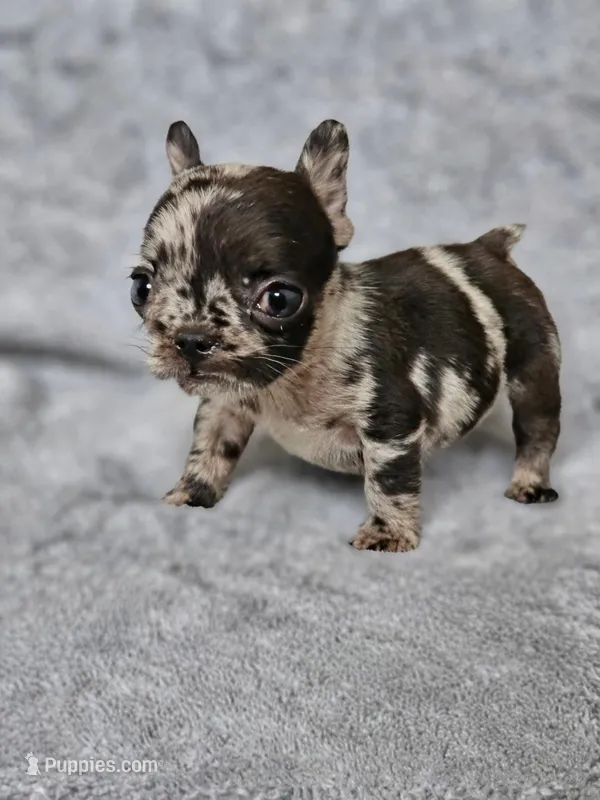 Hope – French Bulldog puppy for sale in Newark, NJ