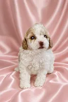 Chanel , a female Poodle - Toy  for sale in Newark, NJ – 3 of 3