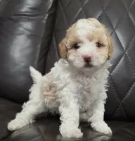 Chanel , a female Poodle - Toy  for sale in Newark, NJ – 2 of 3