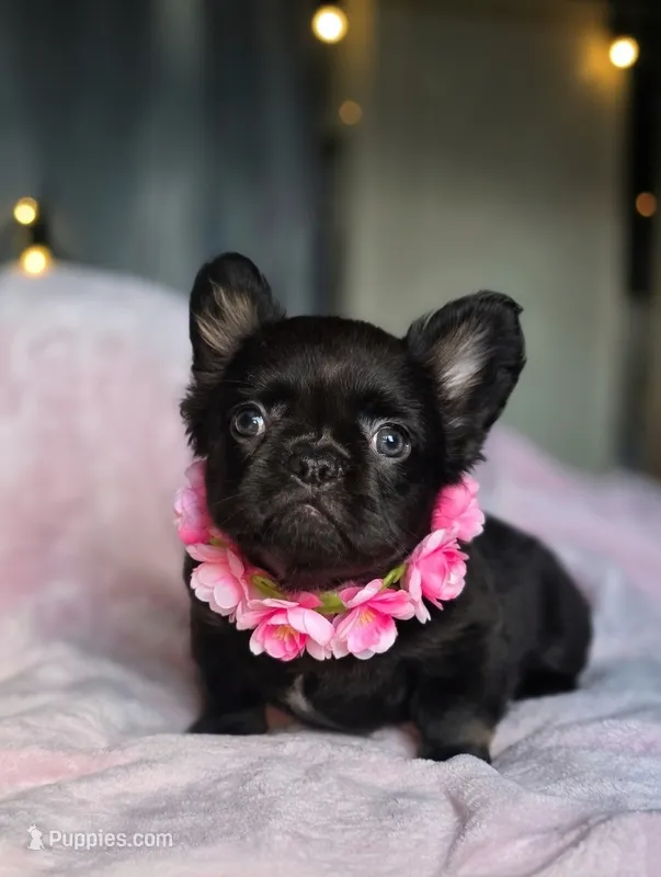 Blossom – French Bulldog puppy for sale in Newark, NJ