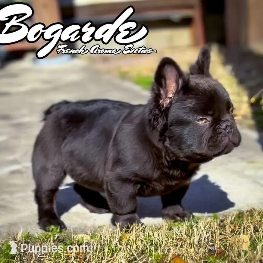 Sterling, a female French Bulldog for sale in Newark, NJ – Photo 4 of 4