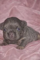 Sterling, a female French Bulldog for sale in Newark, NJ – Photo 1 of 4