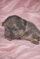 Sterling, a female French Bulldog for sale in Newark, NJ – Photo 2 of 4