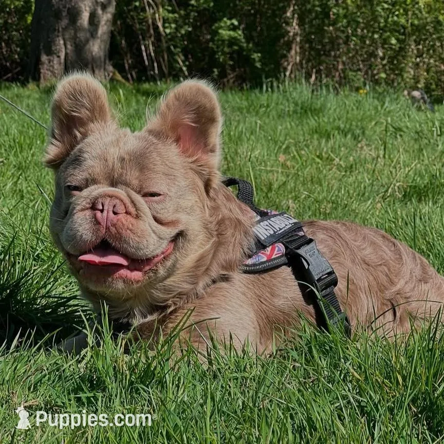 Sterling, a female French Bulldog for sale in Newark, NJ – Photo 3 of 4