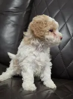 Chanel , a female Poodle - Toy  for sale in Newark, NJ – 1 of 3