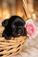 Blossom, a female French Bulldog for sale in Newark, NJ – 3 of 7