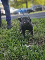 Chubs, a female French Bulldog for sale in Newark, NJ – 2 of 3