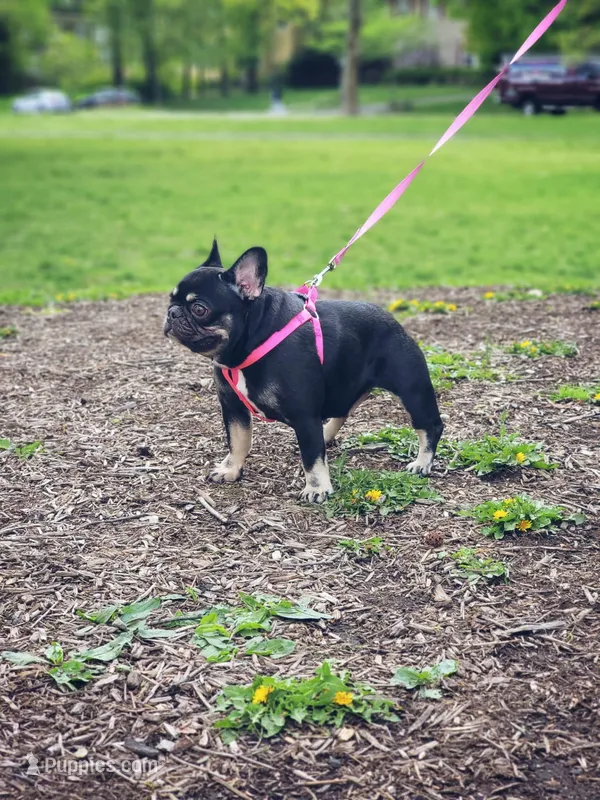 Zesty – French Bulldog puppy for sale in Newark, NJ