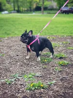 Zesty, a female French Bulldog for sale in Newark, NJ – 1 of 3