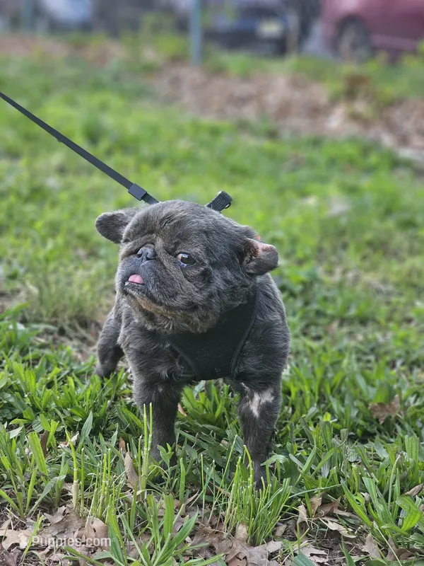 Chubs, a female French Bulldog for sale in Newark, NJ – 1 of 3