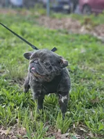 Chubs, a female French Bulldog for sale in Newark, NJ – 1 of 3