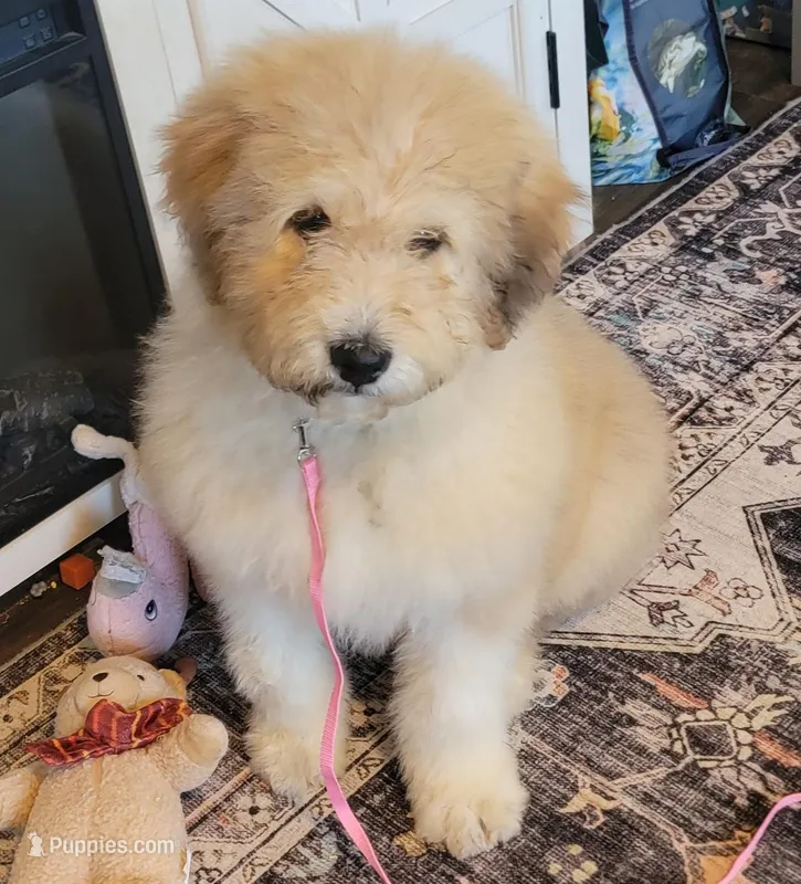 Squish – Great Pyrenees, Pyredoodle puppy for sale in Ashley, IN