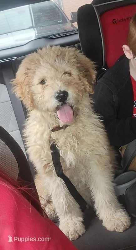 Squish – Great Pyrenees, Pyredoodle puppy for sale in Ashley, IN