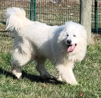 full AKC clover, a female Great Pyrenees for sale in Ashley, IN – 1 of 1