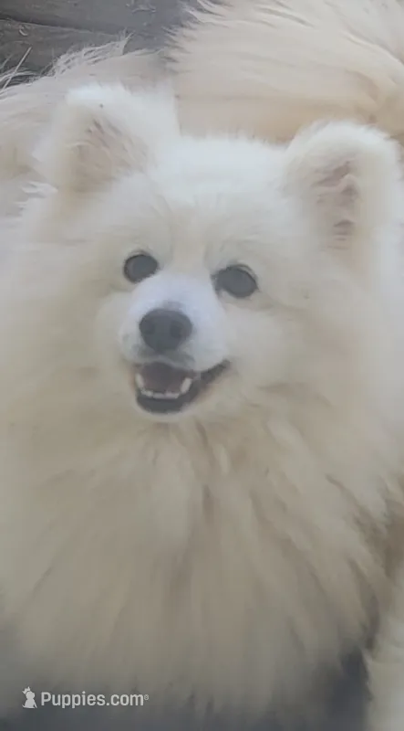 Bella – American Eskimo puppy for sale in Ashley, IN