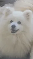 Bella, a female American Eskimo for sale in Ashley, IN – 1 of 2