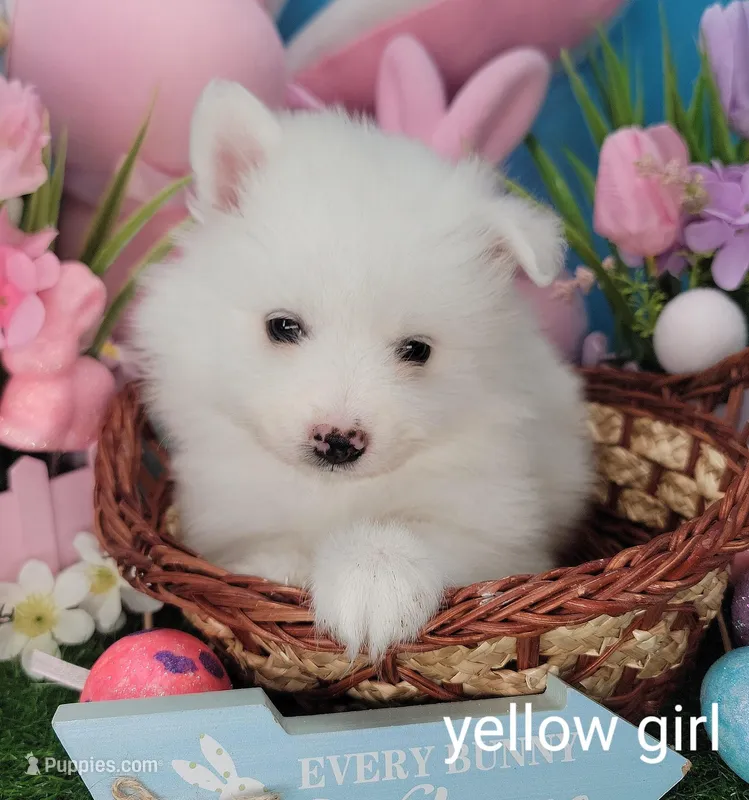 Yellow girl UKC – American Eskimo puppy for sale in Ashley, IN