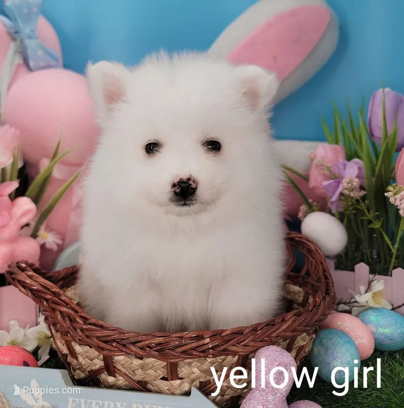 Yellow girl UKC – American Eskimo puppy for sale in Ashley, IN
