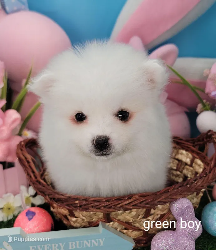 Green boy UKC – American Eskimo puppy for sale in Ashley, IN