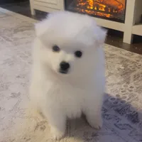 processed/f66dcd58-73db-4f2c-89e7-14d7a3f68c62/listing/905d95a1-addf-4927-b895-eeec2de97cc0/17e51940-01fd-4cde-bec0-0f713ebed578