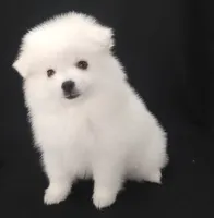 processed/f66dcd58-73db-4f2c-89e7-14d7a3f68c62/listing/905d95a1-addf-4927-b895-eeec2de97cc0/d14c3611-dee5-4d2e-9ef5-572ccce14f59